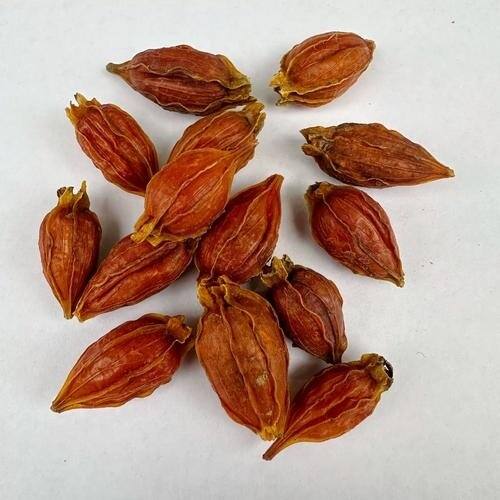 Gardenia Fruit