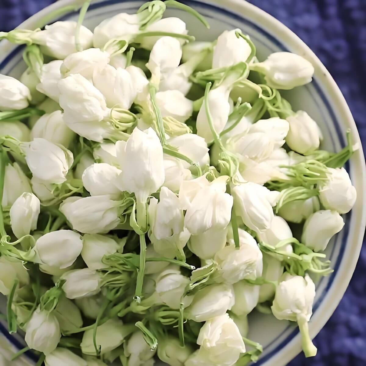 Jasmine Flower
