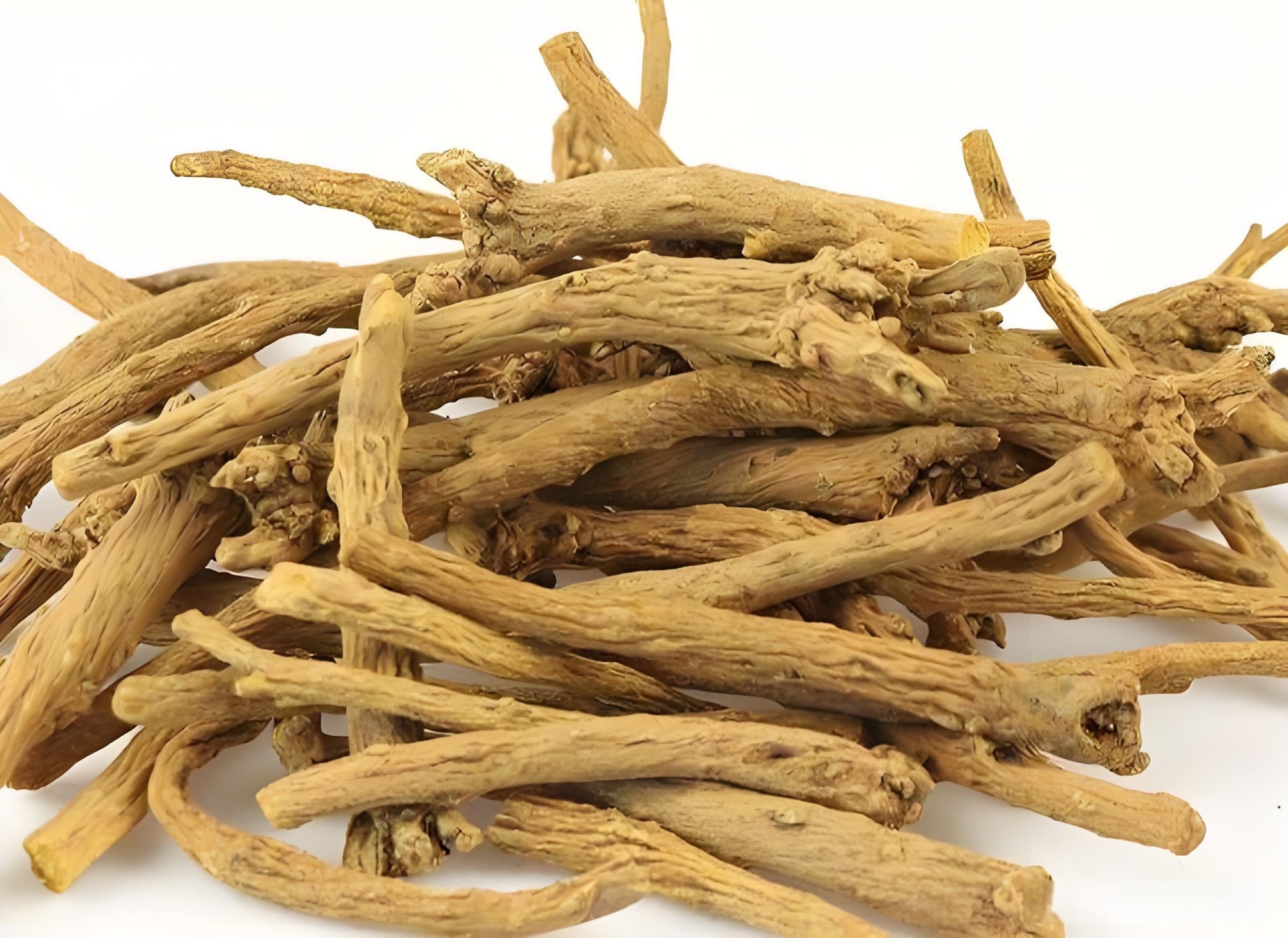 Scutellaria
